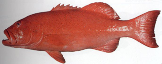 Illustration for article titled These fish could be harbingers of a major human health crisis